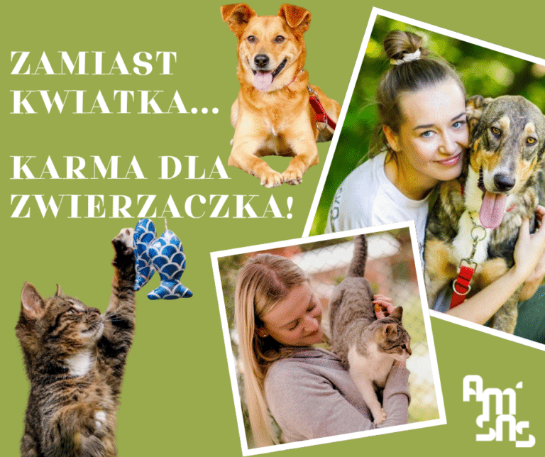 Zamiast kwiatka… karma dla zwierzaczka! – piąta edycja akcji na rzecz Schroniska dla Bezdomnych Zwierząt w Elblągu